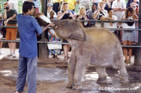 Postcard Baby elephant being fed