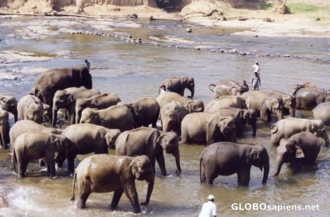 Postcard Elephants having a bath
