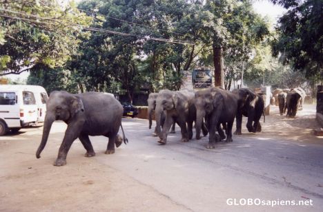 Postcard Elephant Parade