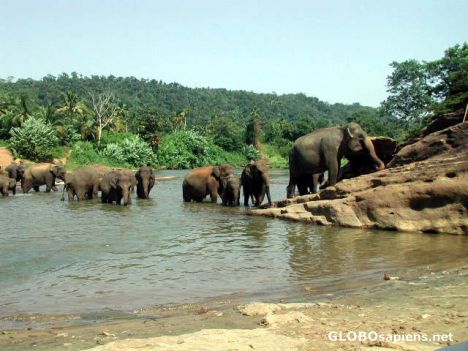 Postcard elefanstsbath in pinnawela