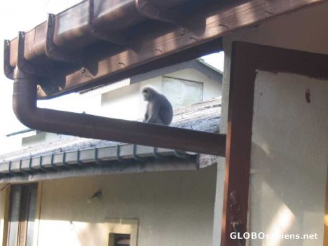 Postcard Crazy Monkey on my shack roof