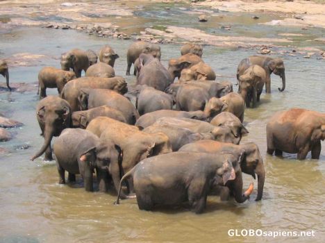 Postcard & more elephants