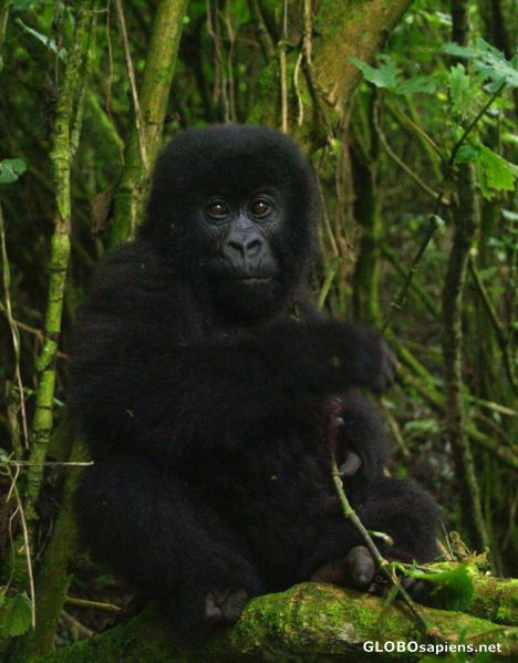 Postcard Baby Gorilla
