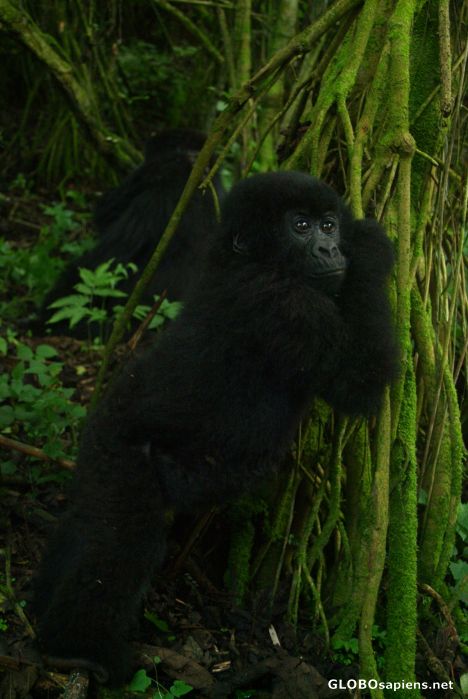 Postcard Congo - baby gorilla stretching