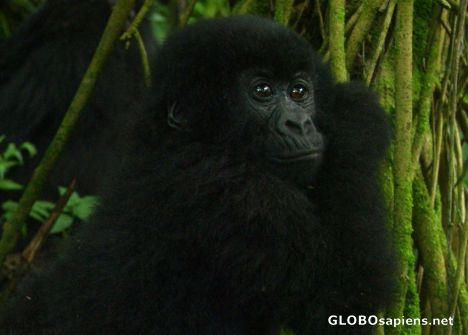 Postcard Baby Gorilla in Congo (Zaire)