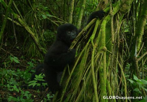 Postcard Congo - baby gorilla trying some branches