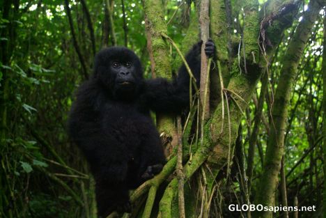 Postcard Congolese baby gorilla