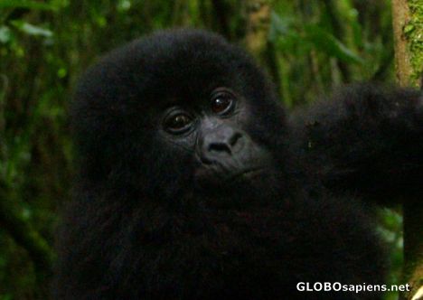 Postcard Congo - curious baby gorilla