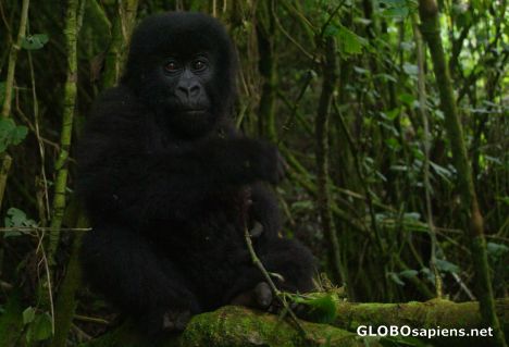 Postcard Congo - baby gorilla