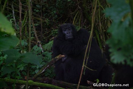 Postcard Congo - mountain gorillas