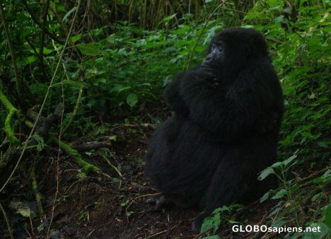 Postcard Congo - expectant moma gorilla