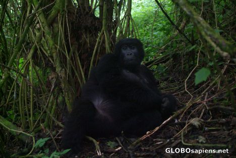Postcard Congo - moma gorilla