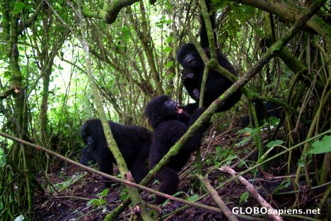 Postcard Congo - gorilla party
