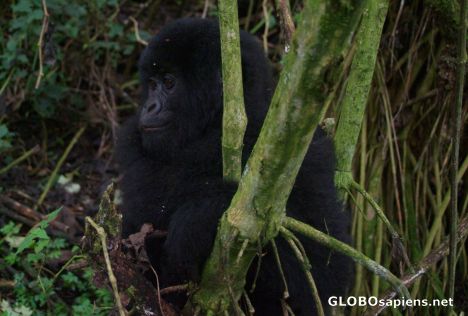 Postcard Congo - a thoughful mountain gorilla