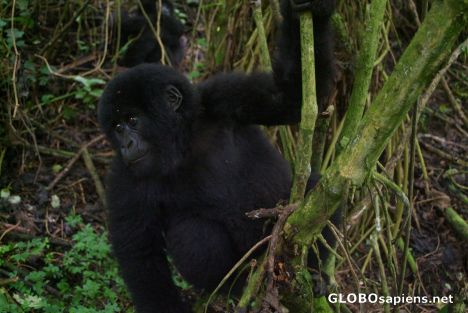 Postcard Congo - small mountain gorilla