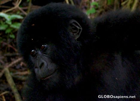 Postcard Congo - an intrigued baby gorilla