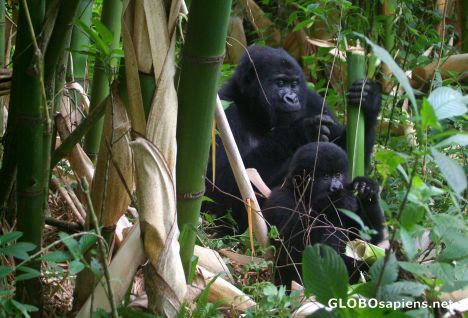 Postcard Congo - gorilla lunch