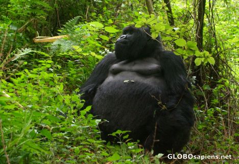 Postcard Congo - gorilla dad is awake
