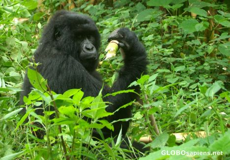 Postcard Congo - lunching gorilla
