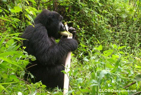 Postcard Congo - mountain gorilla on lunch