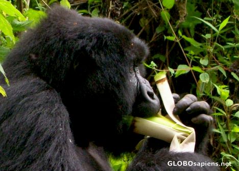 Postcard Congo - mountain gorilla eating