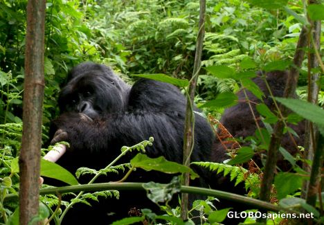 Postcard Congo - mountain gorillas, mama & papa