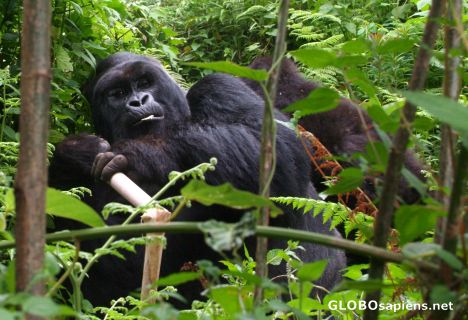 Postcard Congo - gorilla daddy eating