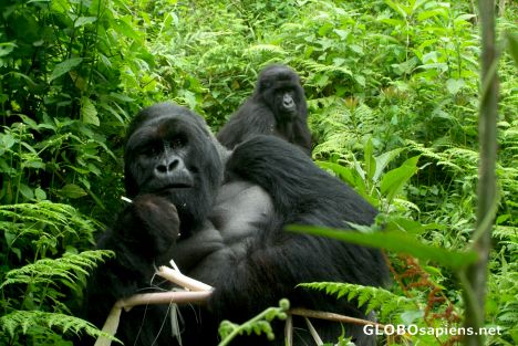 Postcard Congo - mountain gorilla family lunching