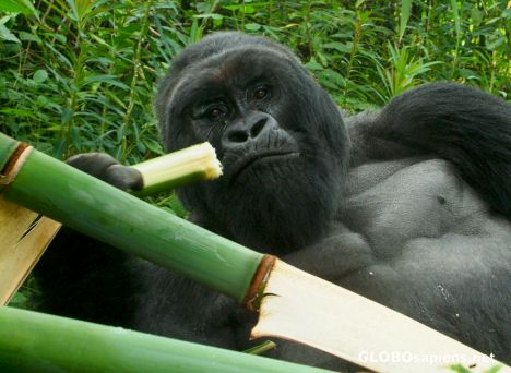 Postcard Congo - gorilla's a few last bites