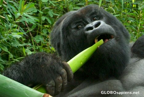 Postcard Congo - silverback eating