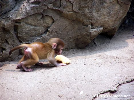 Postcard Baby monkey eating corn on the cob