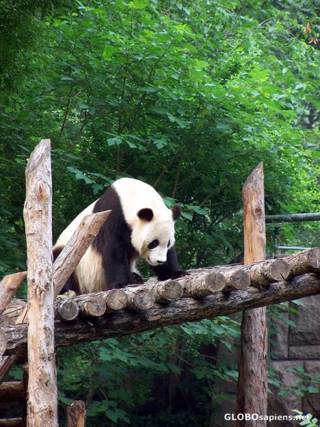 Postcard Panda climbing along