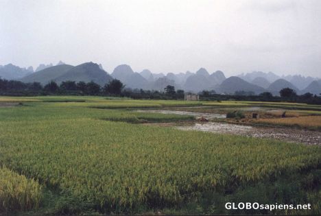 Postcard Rice fileds of Yangshuo