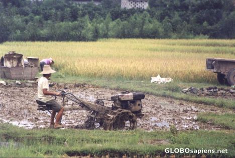 Postcard Rice farmer farming his fields
