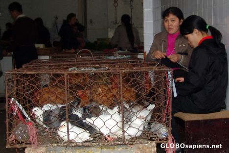Postcard Poultry Market Guilin