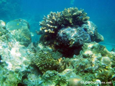 Postcard scuba diving & coral