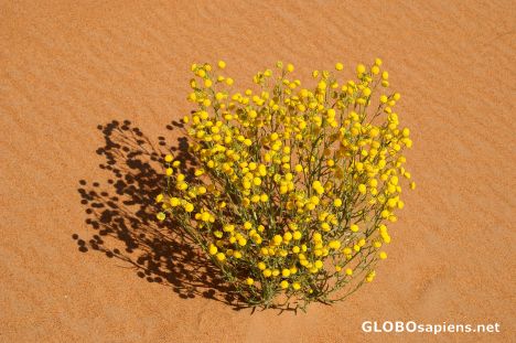 Postcard Lonely flower in the desert