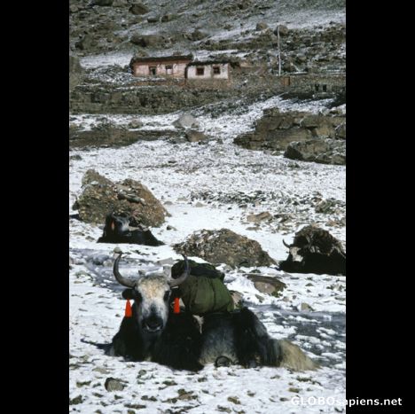 Postcard Yaks in front of Zutrul Phuk monastery