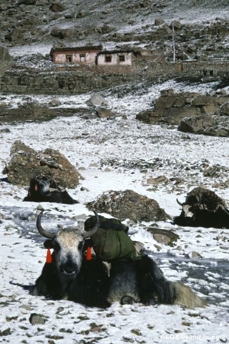Postcard Yaks in front of Zutrul Phuk monastery