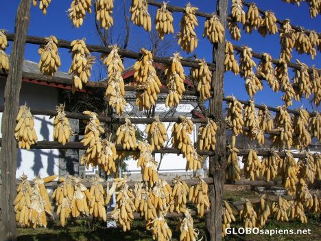 Postcard Corn drying outside Village