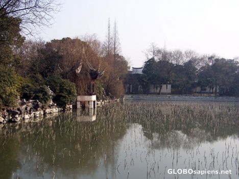 Postcard Lotus Stems at the Xiao Lian Zhuang Garden