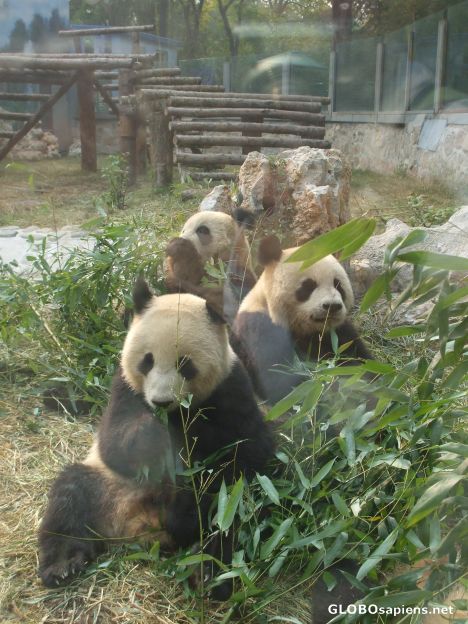 Postcard Pandas at the Beijing Zoo