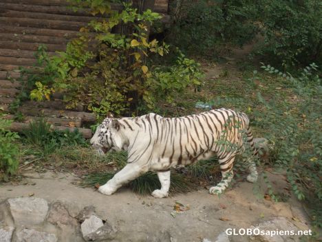 Postcard Beijing Zoo - Siberian Tiger