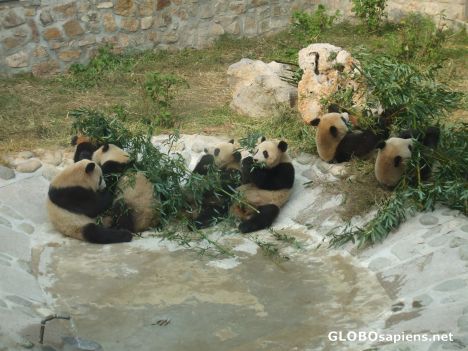 Postcard Pandas at Beijing Zoo