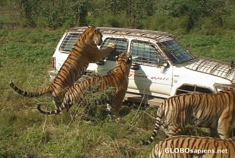 Postcard Hungry tigers
