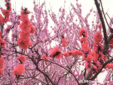 Postcard chinese cherry blossom