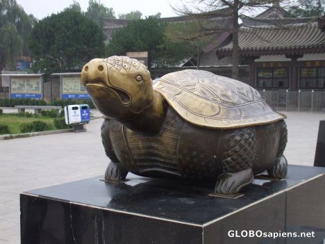 Postcard Bronze Turtle