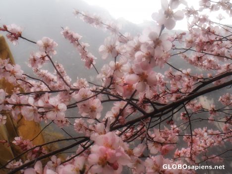 Postcard Hua Shan 5: cherry blossom...