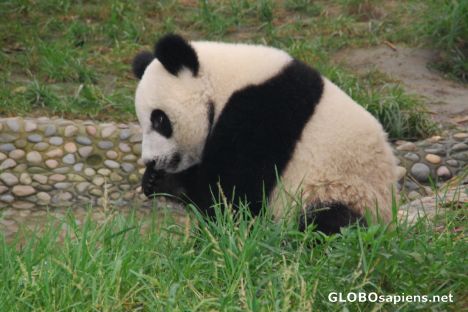 Postcard Panda (cub)