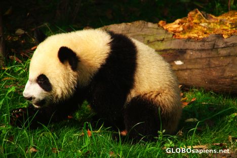 Postcard Chengdu (CN) - Giant Panda cub